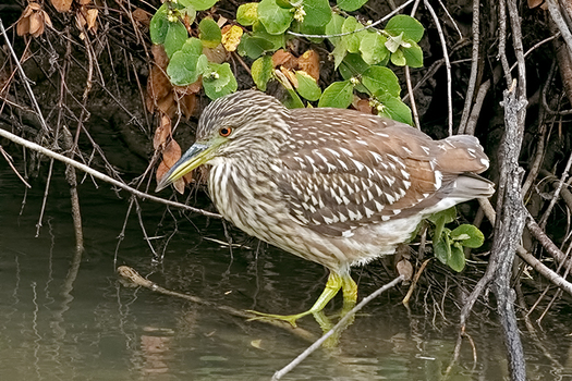 Black-crowned Night-Heron
