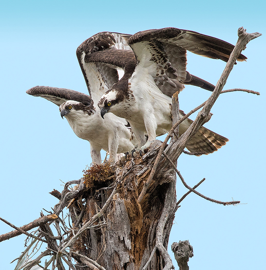Ospreys