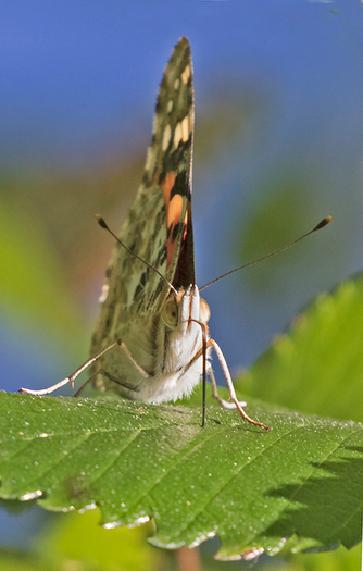 Painted Lady Butterfly