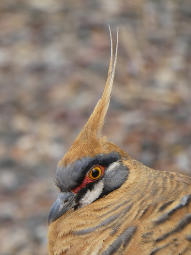 Spiniflex Pigeon