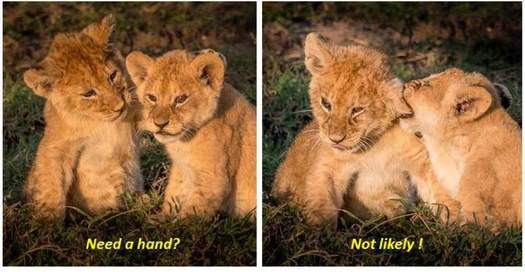 Lion Cubs