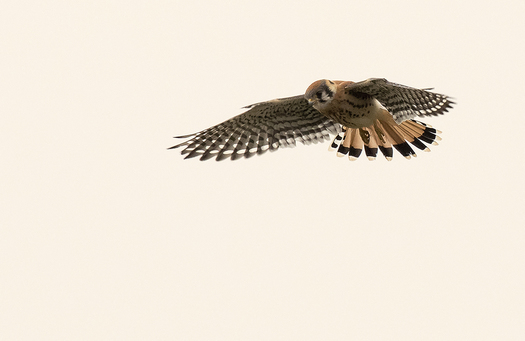Kestrel