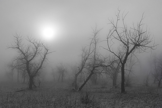 Fog