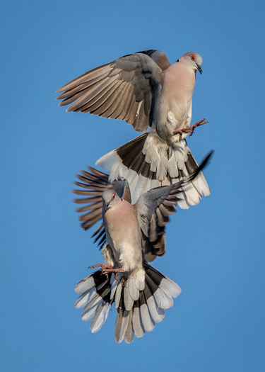 Red-eyed Doves