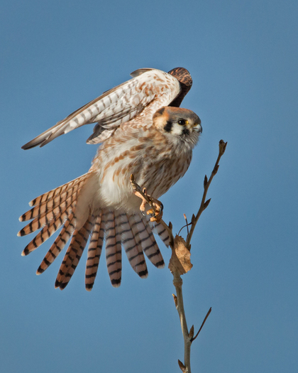 American Kestrel