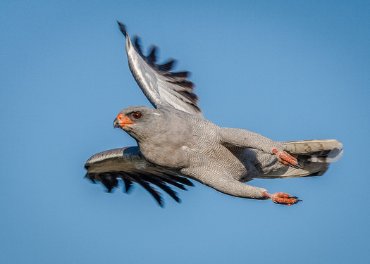 Chanting Goshawk