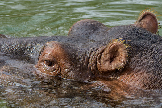 Hippopot