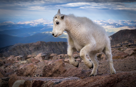 Mountain Goat