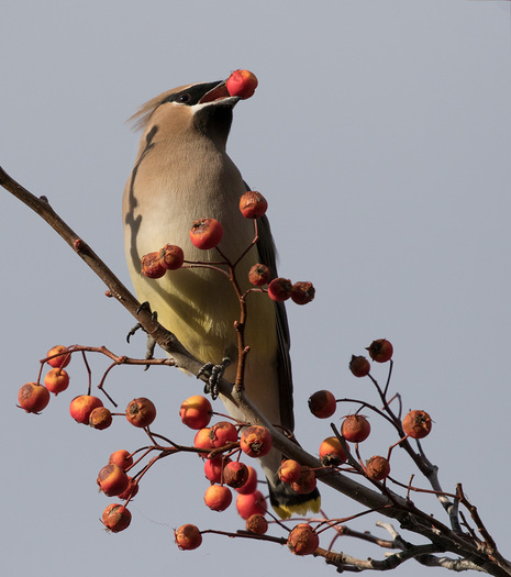 Cedar Waxwing