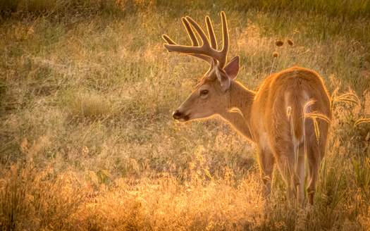Buck in Velvet