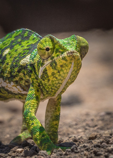 Chameleon