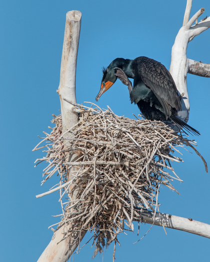 Double-cersted Cormorant