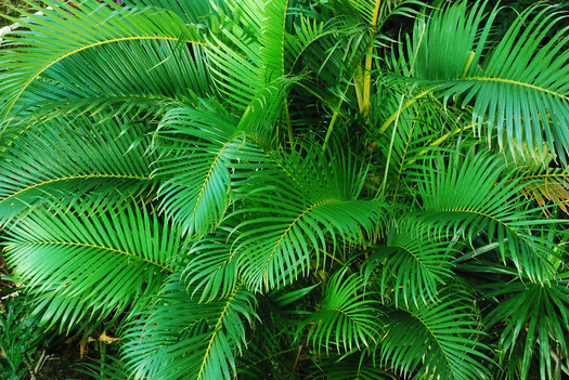 Green Foliage