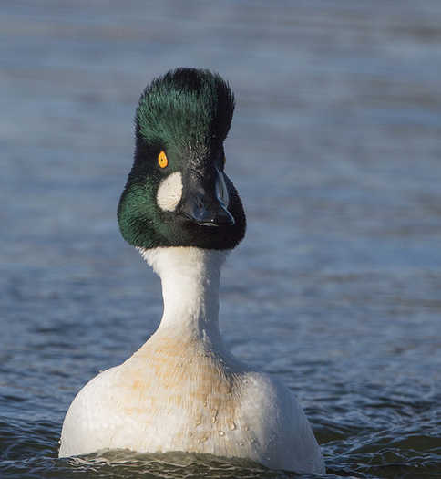 Common Goldneneye