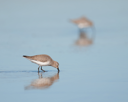 Shorebirds