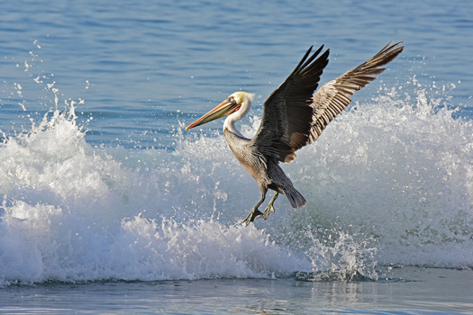 Surfing Pelican