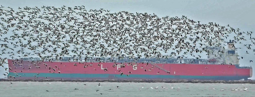 Avocets and a Large Boat
