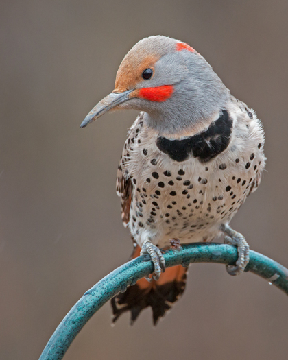 Northern Flicker