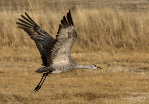 Sandhill Crane