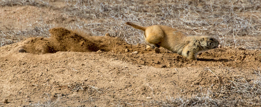Black-tailed Prairiedog