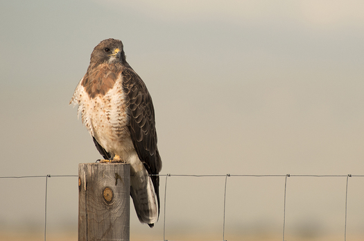 Swanson's Hawk
