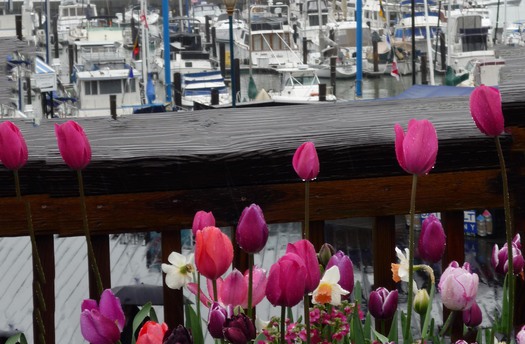 Tulips