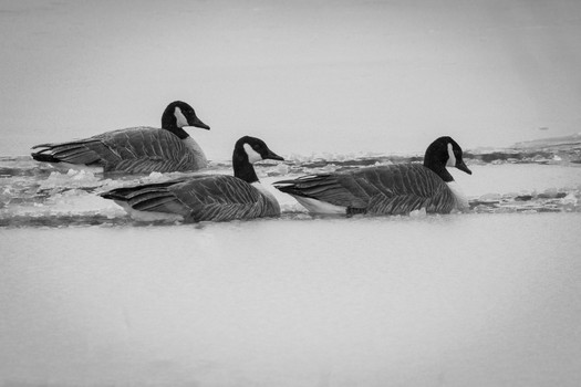 Geese