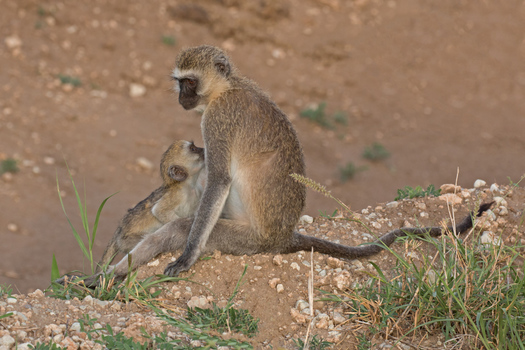 Vervet Monkeys