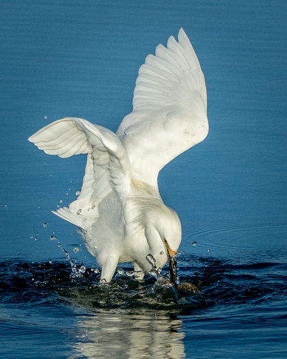 Egret