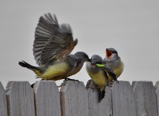 Mother bird feeding young