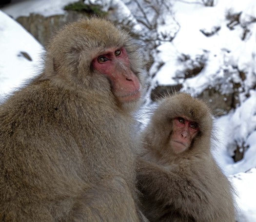 Snow Monkeys