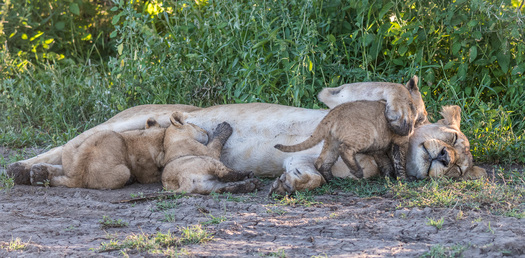 Nursing Lioness