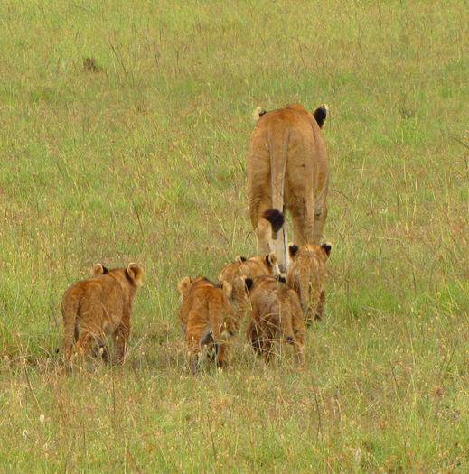 Lioness and Cubs