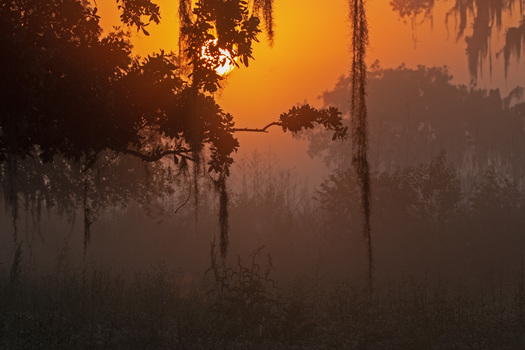 Foggy Sunrise