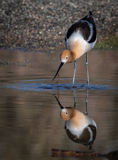 American Avocet