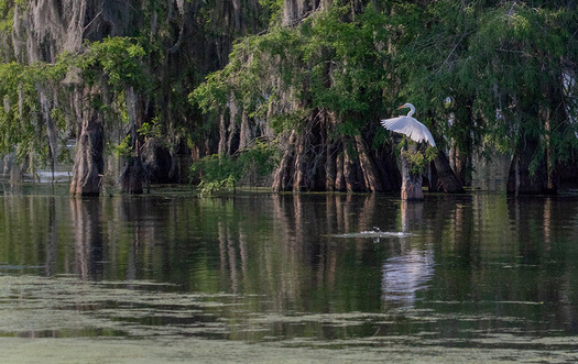 Bayou Scene