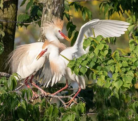 Cattle Egrets