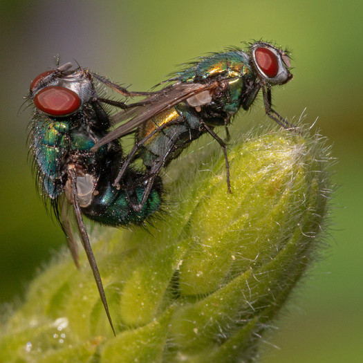 Green Bottle Flies