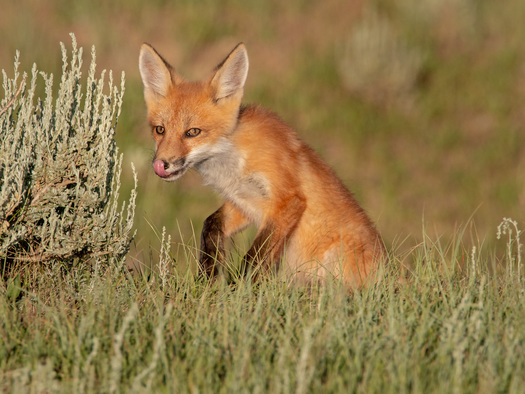 Red Fox Kit