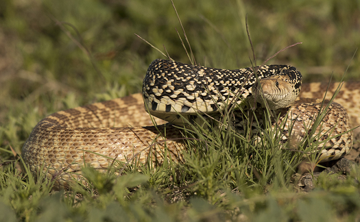 Bull Snake