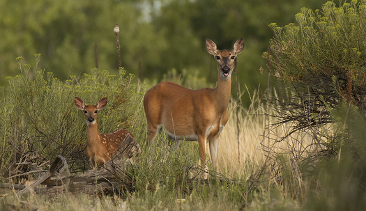 Deer Fawn and Doe