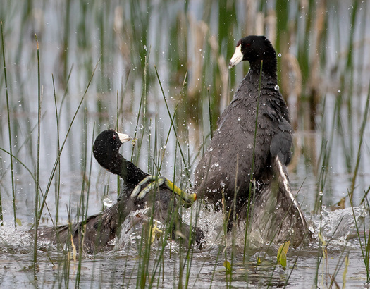 Fighting Coots
