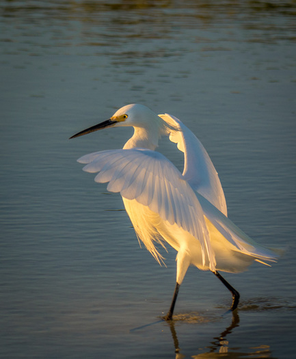Snowy Egret