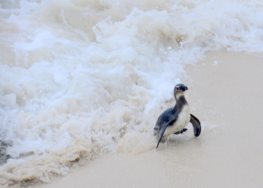 Penguin