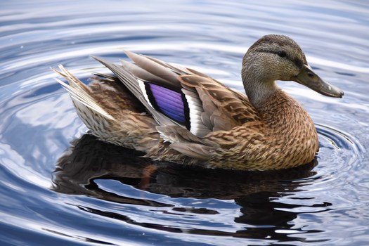 Duck