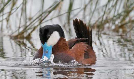 Ruddy Duck
