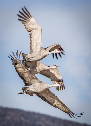 Three Cranes