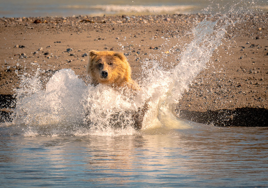 Bear