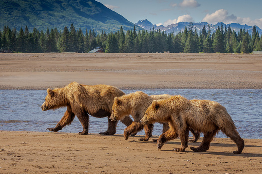 Three Bears