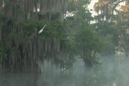 Great egret in foggy bayou